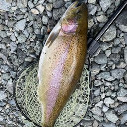 レインボートラウト