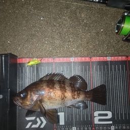 メバル