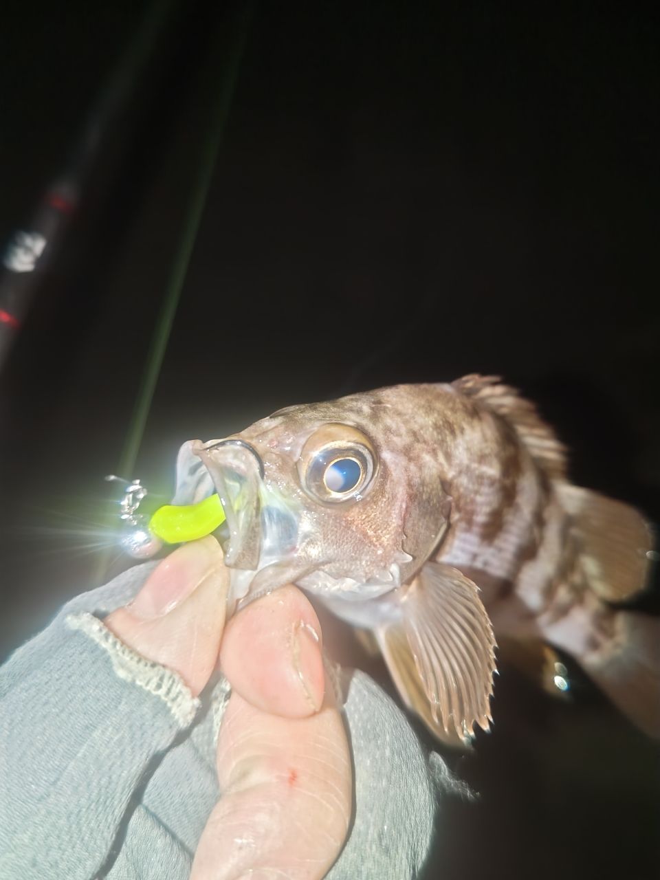メバル