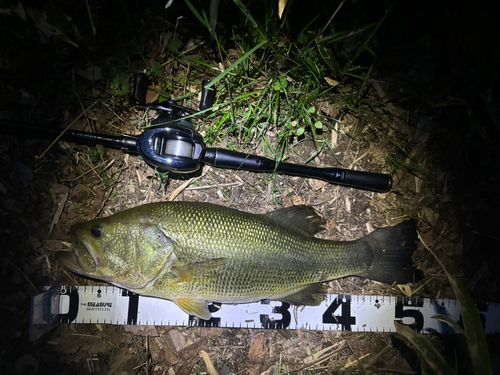 ブラックバスの釣果
