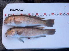 シロアマダイの釣果