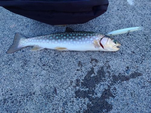 アメマスの釣果