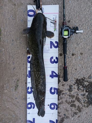 ナマズの釣果