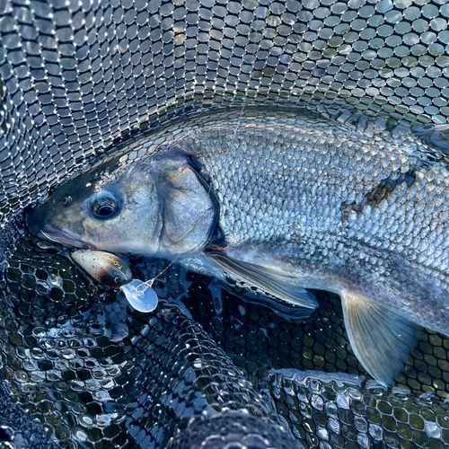 マルタウグイの釣果