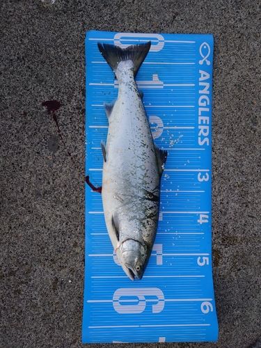 サクラマスの釣果