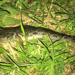 マハゼ
