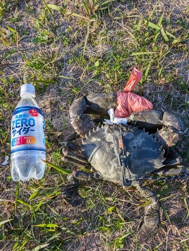 トゲノコギリガザミの釣果
