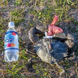 トゲノコギリガザミ