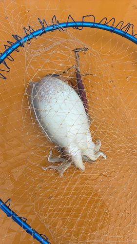 シリヤケイカの釣果