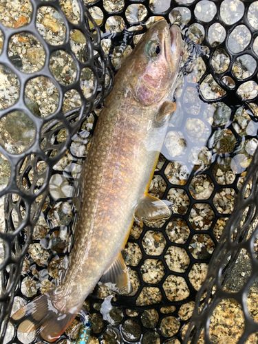 イワナの釣果