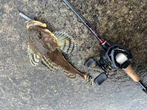 ツマグロカジカの釣果