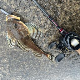 ツマグロカジカ