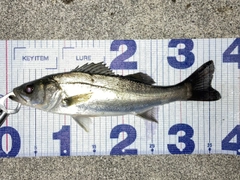 シーバスの釣果