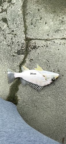 ホシミゾイサキの釣果