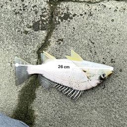 ホシミゾイサキ