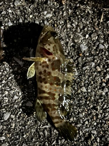 ヤイトハタの釣果