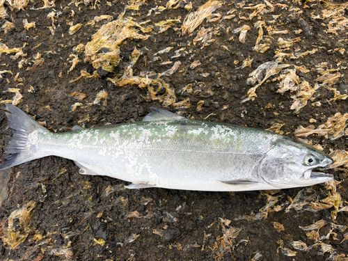 サクラマスの釣果