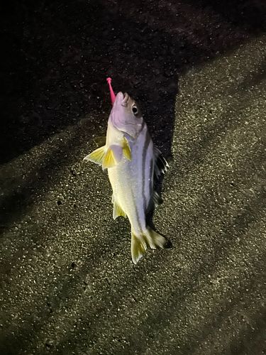 クワガナーの釣果