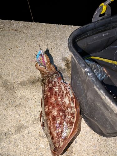 マツバイカの釣果