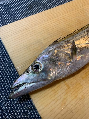 タチウオの釣果