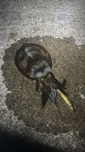 アオリイカの釣果