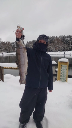 ニジマスの釣果