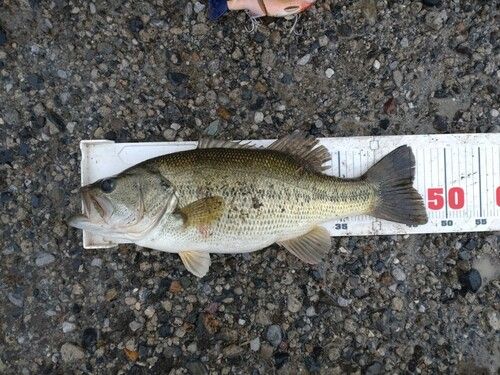 ラージマウスバスの釣果