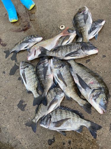 チヌの釣果