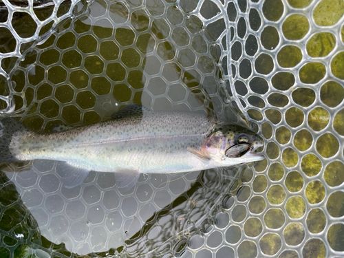 ニジマスの釣果