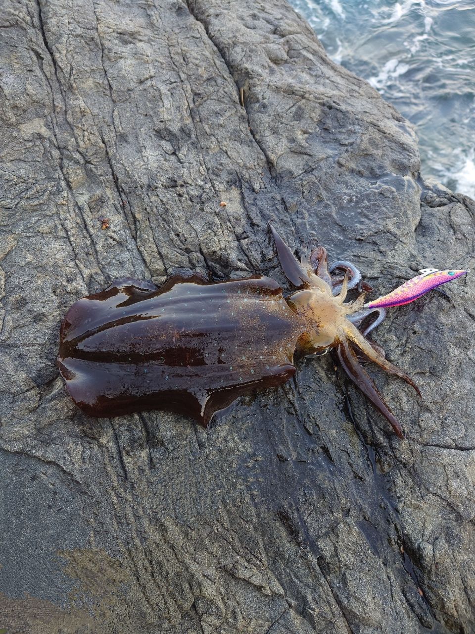 アオリイカ