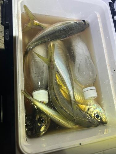 マアジの釣果