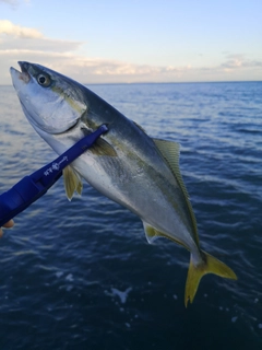 ハマチの釣果