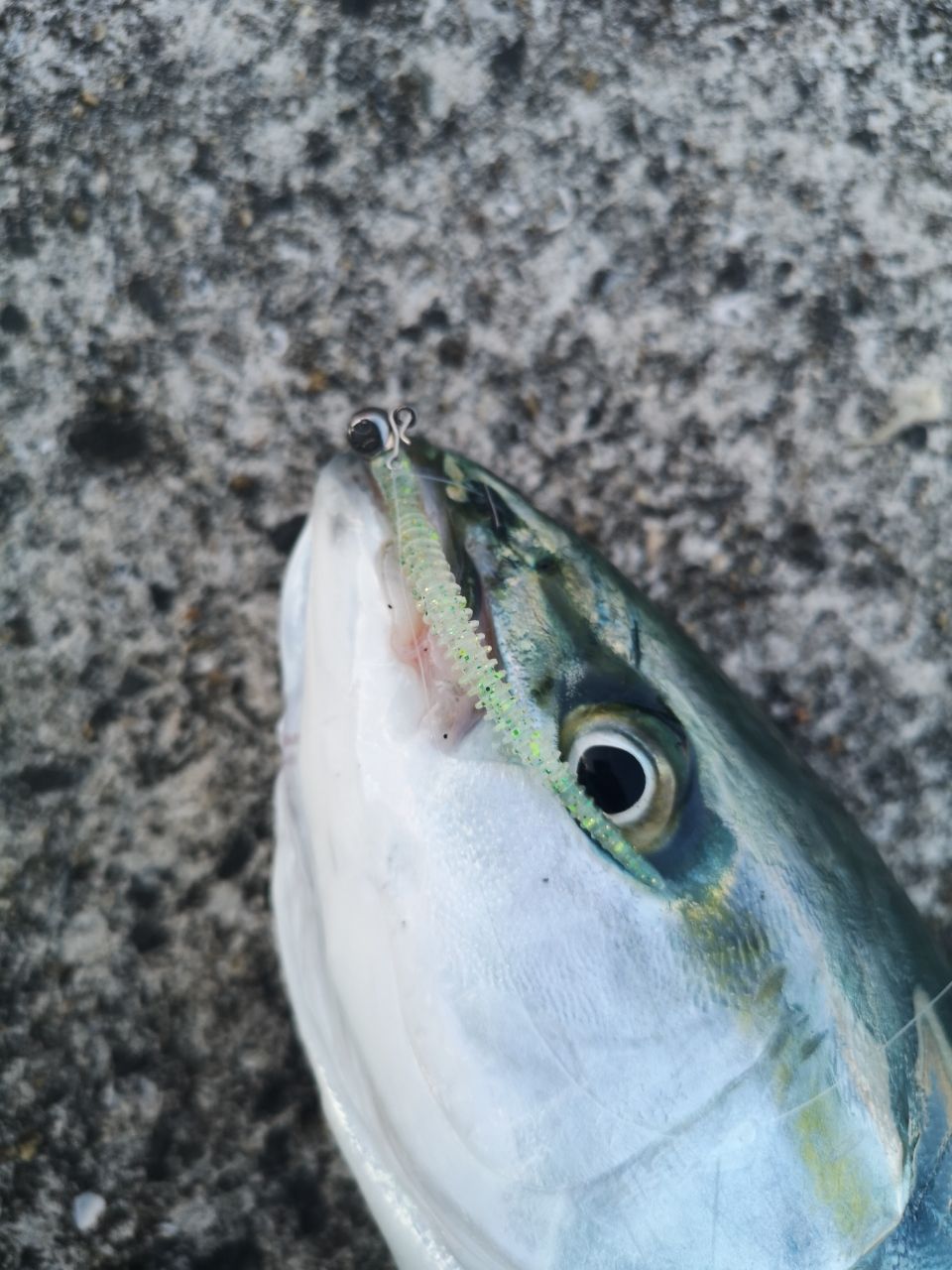 ハマチ
