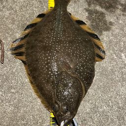 ヌマガレイ