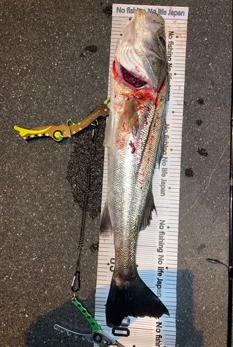 シーバスの釣果