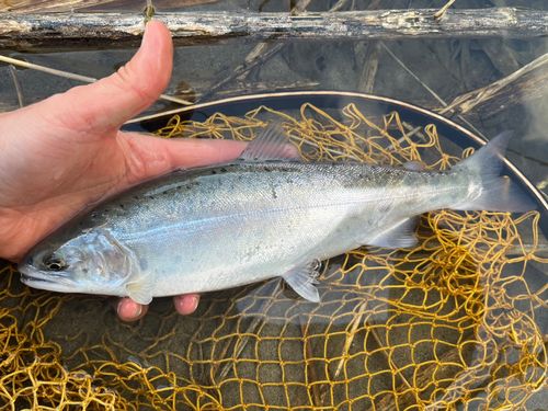 ヤマメの釣果