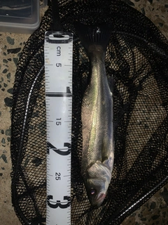 セイゴ(マルスズキ)の釣果