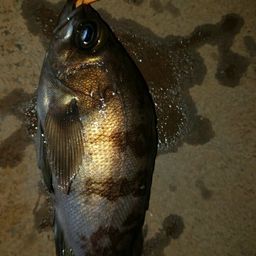 アカメバル
