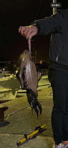 モンゴウイカの釣果