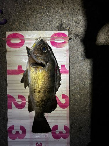 メバルの釣果
