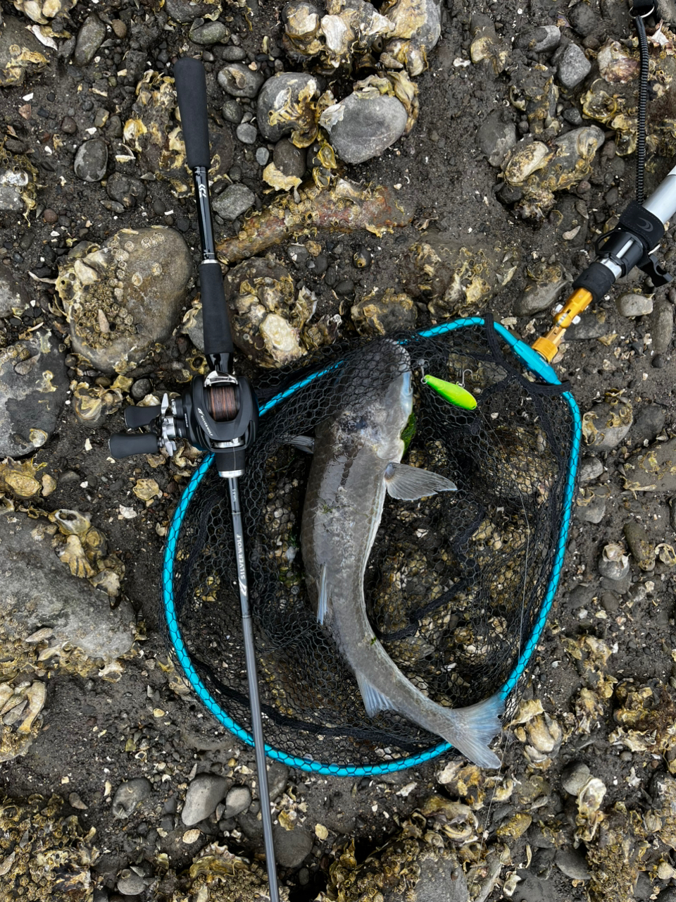 DAIWA 22シルバーウルフ SV TW PE スペシャル 1000XHの最安値