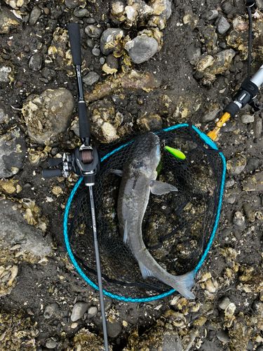 ボラの釣果