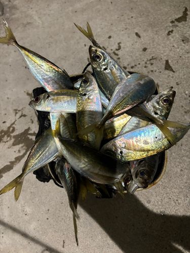 アジの釣果