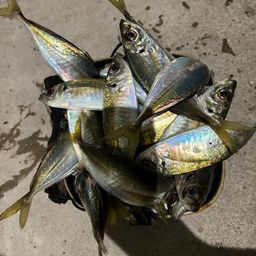 アジ