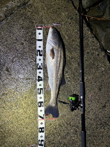 シーバスの釣果