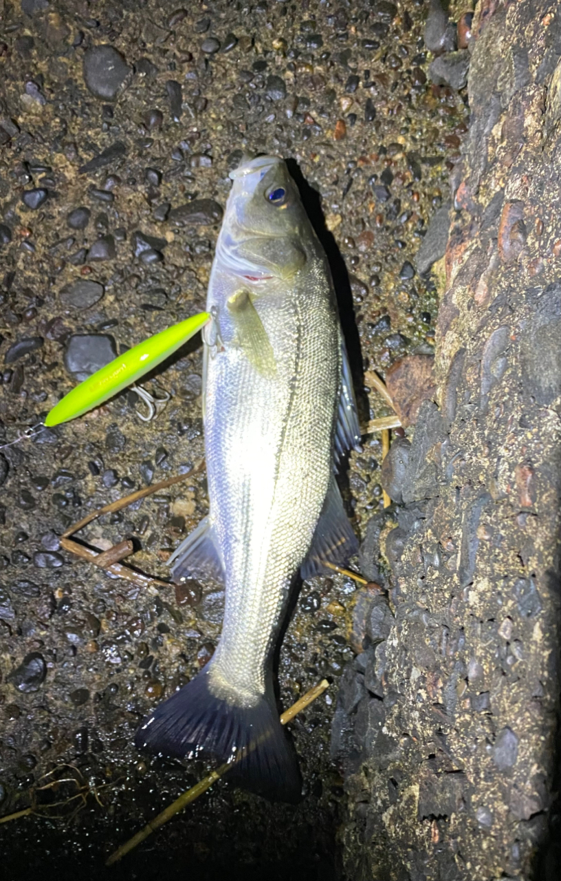 DAIWA 19モアザン（スピニングモデル） EX 87MLの最安値
