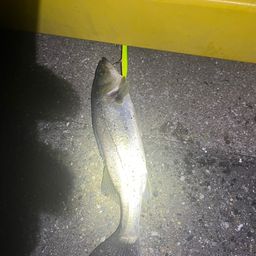 セイゴ（マルスズキ）