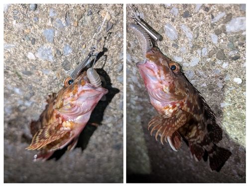 カサゴの釣果