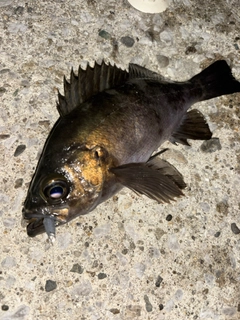 メバルの釣果