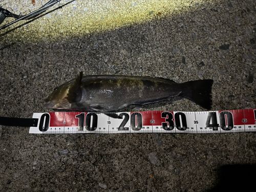 アイナメの釣果